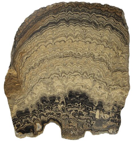 Huge, Polished Stromatolite (Greysonia) Slab - Bolivia #239343